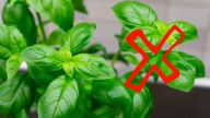 Ni helecho ni lengua de suegra: las 3 plantas que mejor soportarán el calor del verano 2026 en Buenos Aires