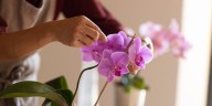 Orquídeas en el hogar: cuáles son los cuidados que hay que tener para que crezcan sanas y rápido