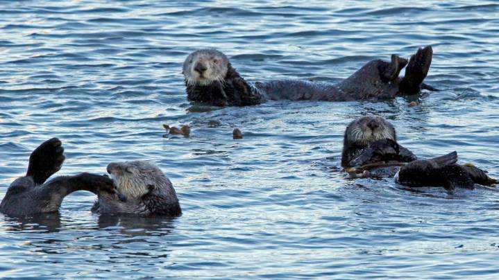 Swifties fuel $2.1M sea otter fundraiser