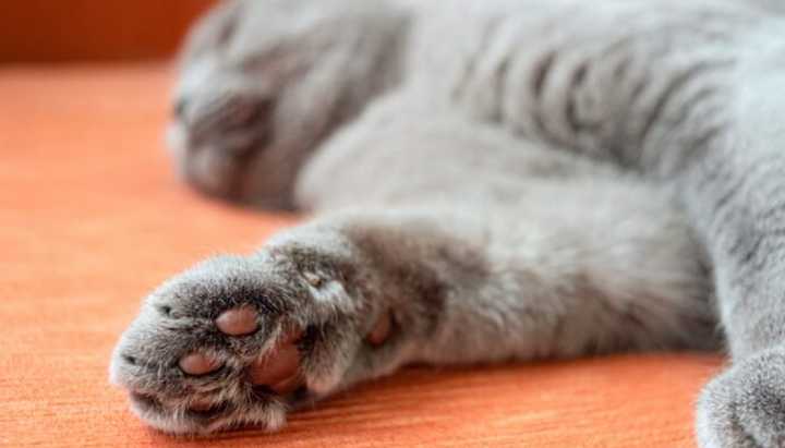 "Te voy a arruinar la vida": En libertad quedó joven que amenazó de tirar y matar a los gatos de su expareja