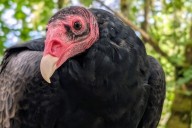 Salish Sea bottleneck: Southbound vultures wait for good weather in Sooke