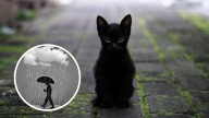 ¿Los gatos negros atraen la mala suerte?; esto dice la ciencia y sus antecedentes