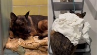 New York Dog Rescued From A Closet Begins To Heal When He Reunites With Old Friends