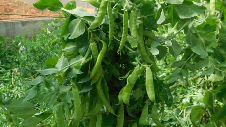 Meet VL Madhuri: Almora Institute Develops New, Peel