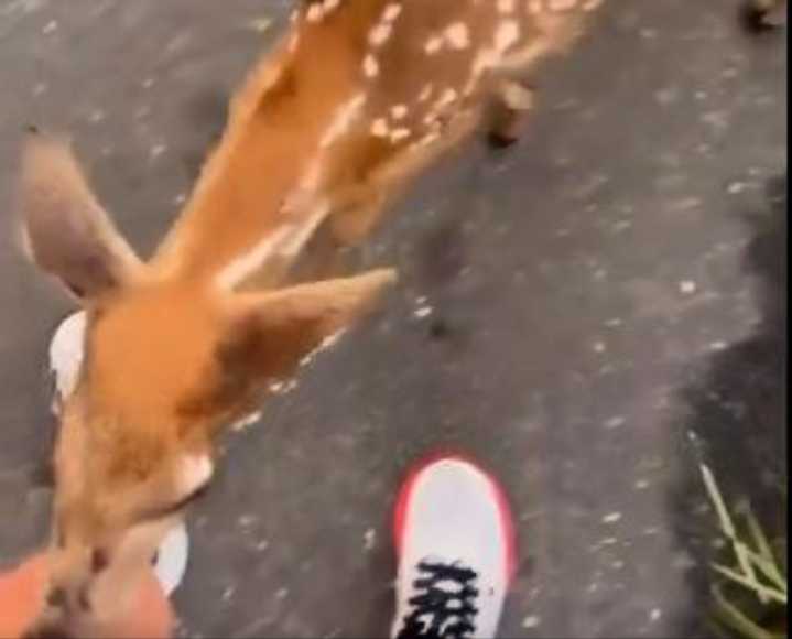 Video: Deer’s cute dare goes viral as duo surprises man with…