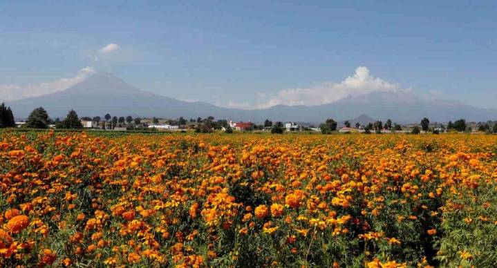 Cempasúchil: Conoce la flor mexicana que guía las almas de los muertos en México