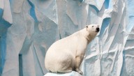 Woke Polar Bear Apologizes For Being White