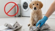 Chau al papel de diario: la nueva alternativa para que tu perro haga pis en casa y se mantenga la higiene