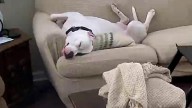 Rescue Dog From Indiana Spends His Day ‘At Work’ And What He’s Really Doing Will Surprise You