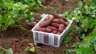 How To Propagate Sweet Potatoes Indoors So You Can Enjoy Them Year