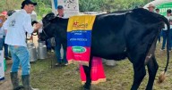 Este es el dueño de Heredera la vaca que rompió récord en producción de leche en Colombia, es del Caquetá