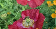 Beetle detrimental to bees found in Alaska for first time