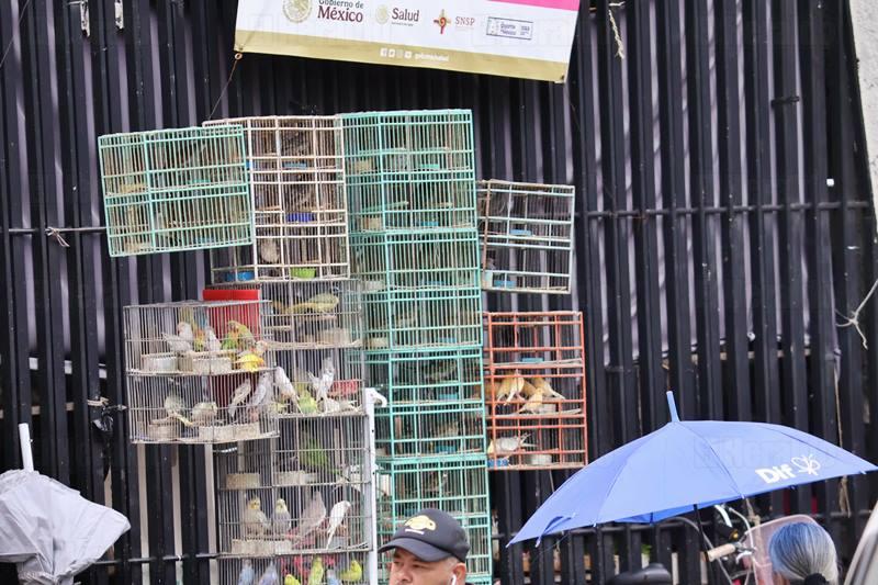 Sin freno venta ilegal de especies exóticas