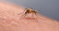 ¿Qué es el virus del chikungunya, que se transmite en EEUU por primera vez en años?