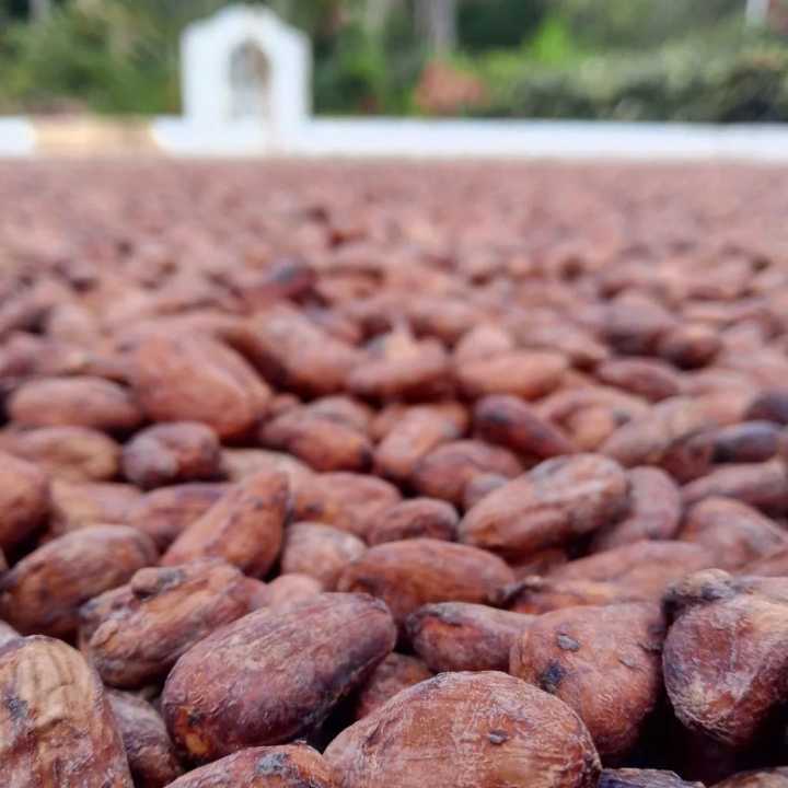 Choroní celebra el Día Mundial del cacao