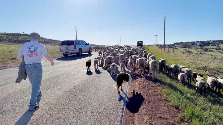 Wyoming Sheep Jams Reveal Mounting Pressures On Local Ranches And Farms