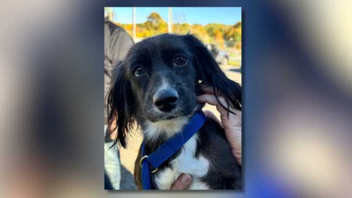 Animal rights advocate reacts to alleged animal abuse video in Waterbury