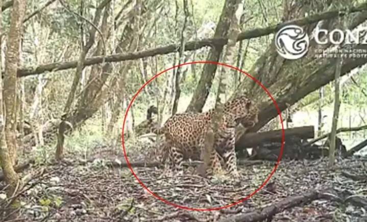 Captan a jaguar preñada en Campeche, un signo esperanzador para su conservación