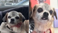 California Shelter's Microchip Search Leads to Surprising Turn for Senior Dog
