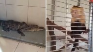 Policías Incautan Mono, Caimán y Serpiente en Pleno Centro Histórico de CDMX