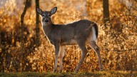 With Daylight Saving Time ending, shorter days raises the risk of deer