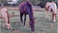 Loable labor de la ONG No Más T.A.S: rescata y les da una nueva oportunidad a los caballos