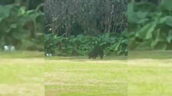 Woman Follows A Frightened Creature Through Pennsylvania Woods, Then The Story Takes A Beautiful Turn