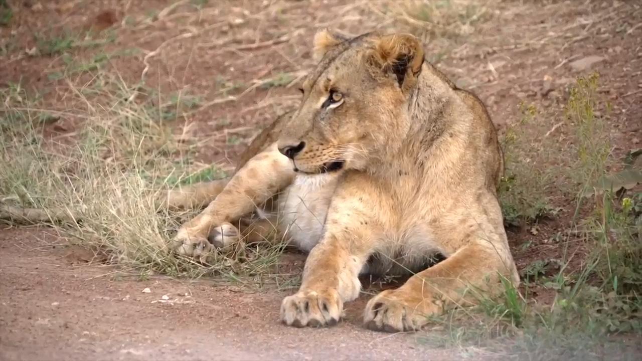 The human-wildlife collision in Kenya's capital, Nairobi, is dazzling — but dangerous