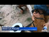 Dog airlifted to safety after falling down Arizona canyon, video shows