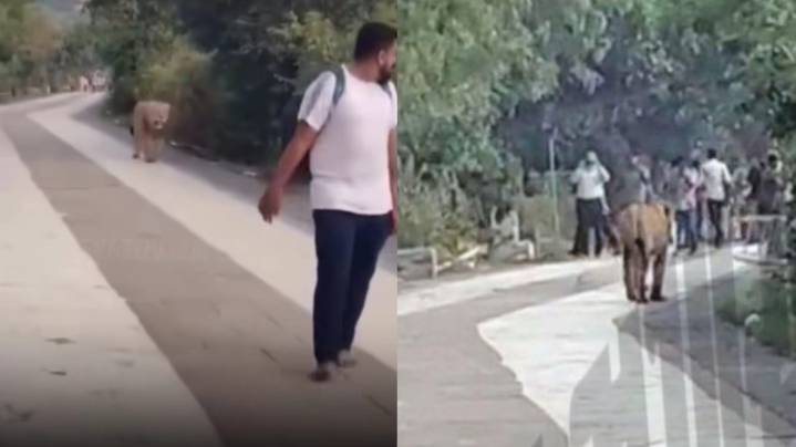 Video: Lions Spotted on Shatrunjay Hill in Palitana, Devotees Stunned