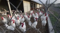 Nuevo foco de gripe aviar en una granja de pollos de Ataquines, en Valladolid
