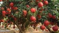 Successfully Transplant A Pomegranate Outdoors Without Damaging It