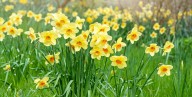The Best Time to Plant Daffodil Bulbs for Perfect Spring Blooms