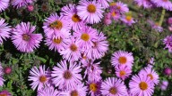 How To Grow Beautiful Fall Asters Without Messing Up Your Garden Beds