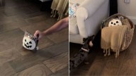 Florida Owner Was Laughing Hysterically After Witnessing Her Dog’s Reaction To Halloween Cushion