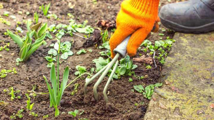 13 Simple Solutions For Tackling Weed Control In The Fall