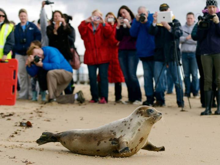 Arctic seals, bird species on latest list of threatened species