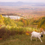 Livestock landscaping: Vermont ski areas employ goats and sheep to clear the slopes