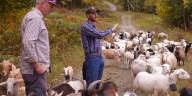 Climate-conscious Vermont ski resort hires goats to mow its lawn: 'They’re great employees. They take a lot of lunch breaks, but that’s kind of the idea'