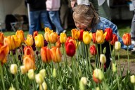 Tulip Time 2026 adds more cool experiences, Taylor Swift tribute