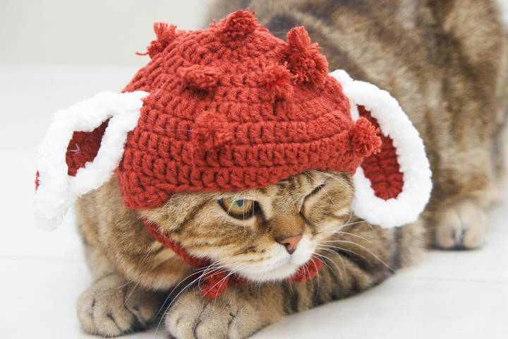 These 20 Cozy Cats Are Ready for Washington’s Fall Season (PICS)