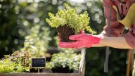 Set Your Herb Garden Up For Success With One Addition To The Soil