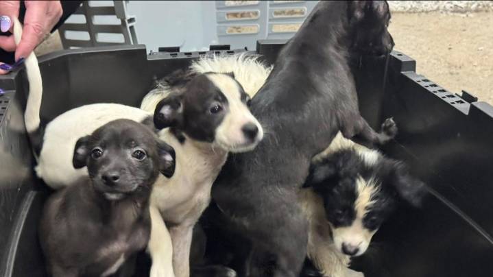 Willoughby police: 5 puppies found abandoned inside dumpster