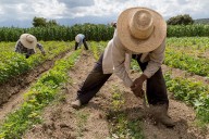 Autoridades abren inspección tras otra muerte de trabajador agricola en Barnes Farming