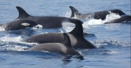 Un grupo de orcas obliga a remolcar dos veleros en Costa da Morte