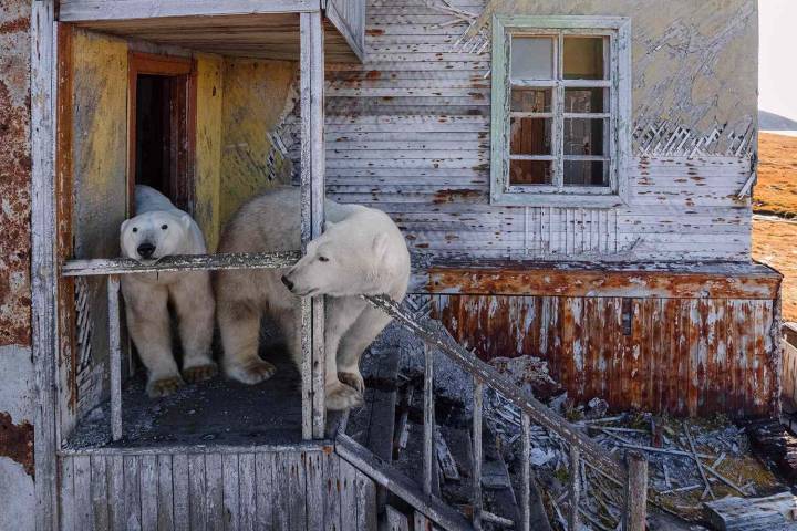 Polar Bears Take Over Remote Abandoned Soviet Union Research Station