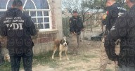Agencia de Investigación del Maltrato Animal ha rescatado a 222 perros y gatos en CDMX