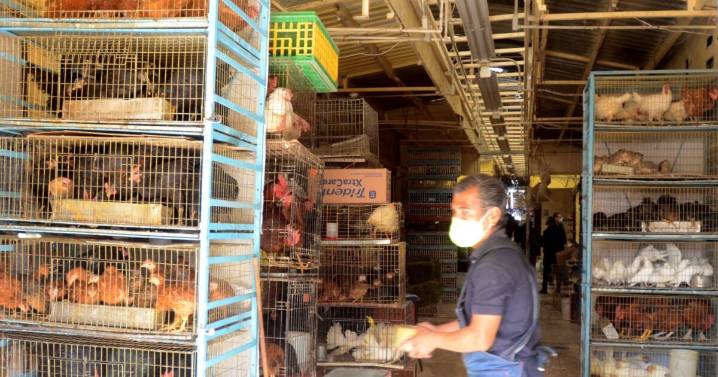 Adiós a la venta de animales en el Mercado de Sonora de CDMX: ¿Cuándo entrará en vigor esta regla?