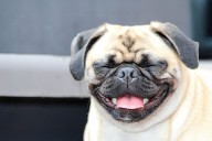 13 Loving Dog Breeds That Make Bad Days Better
