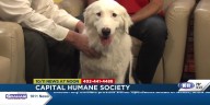 Capital Humane Society offering free personalized pet ID tags